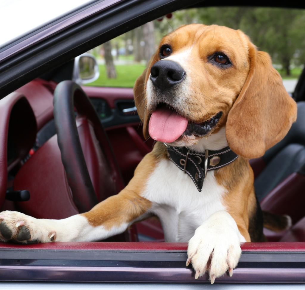 En la imagen se muestra un perro en un vehículo