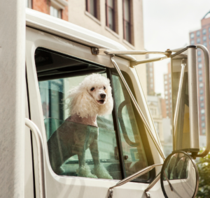 En la imagen se muestra un perro en un camión